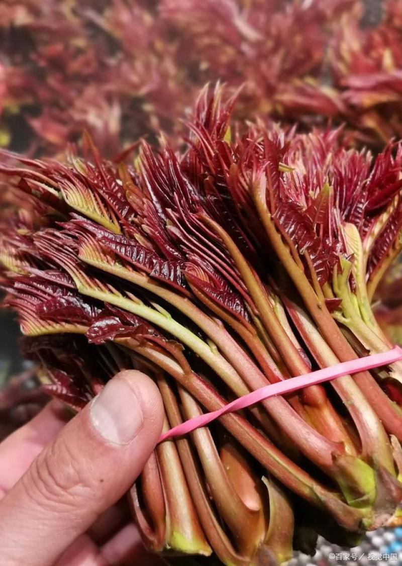 香椿芽四川大竹红油香椿香芽上市了大量现货。