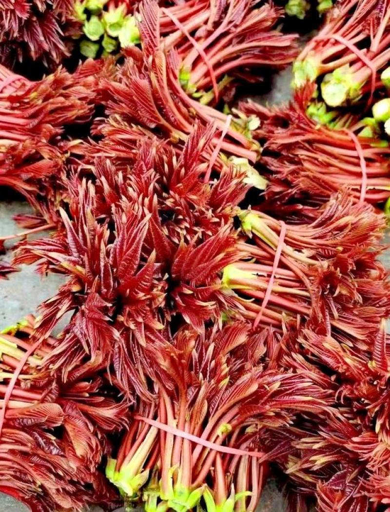香椿芽四川大竹红油香椿香芽上市了大量现货。