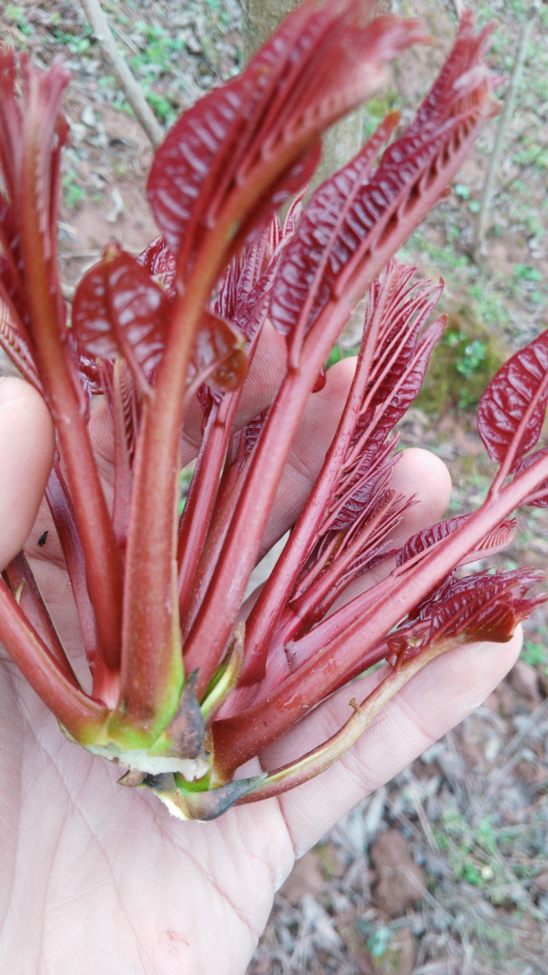 香椿芽四川大竹红油香椿香芽上市了大量现货。