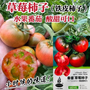 秦番草莓柿子酸甜水果西红柿种子铁皮柿子水果型番茄种籽香味