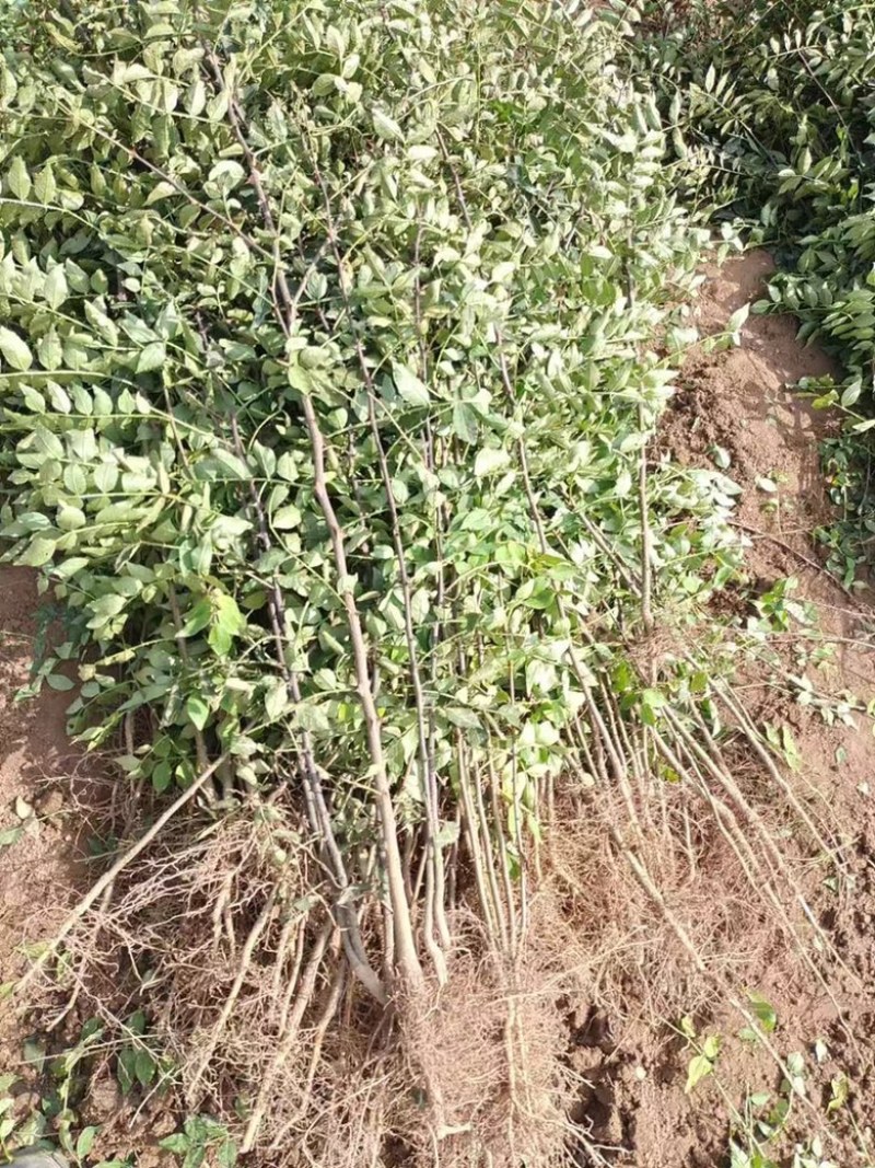 四川广元玛瑙红樱桃苗子产地直发量大价优
