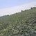 四川广元玛瑙红樱桃苗子产地直发量大价优