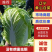 辽宁黄心白菜没有病害虫眼产地货源充足视频看货全国发货