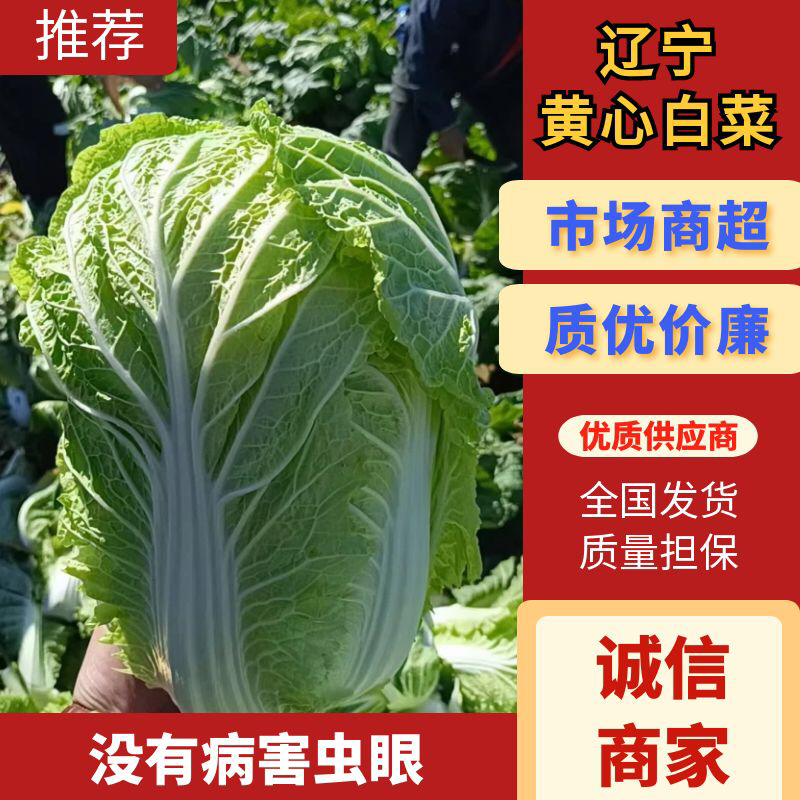 辽宁黄心白菜没有病害虫眼产地货源充足视频看货全国发货