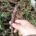 出售杭白芍种苗，现挖现发