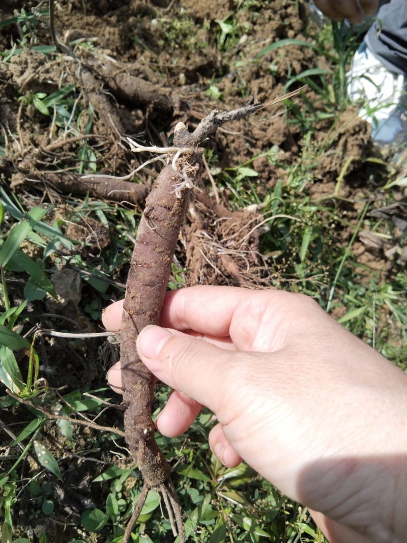 出售杭白芍种苗，现挖现发
