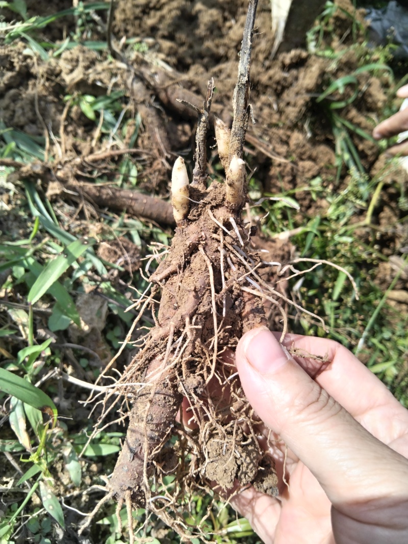 出售杭白芍种苗，现挖现发