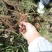 出售杭白芍种苗，现挖现发