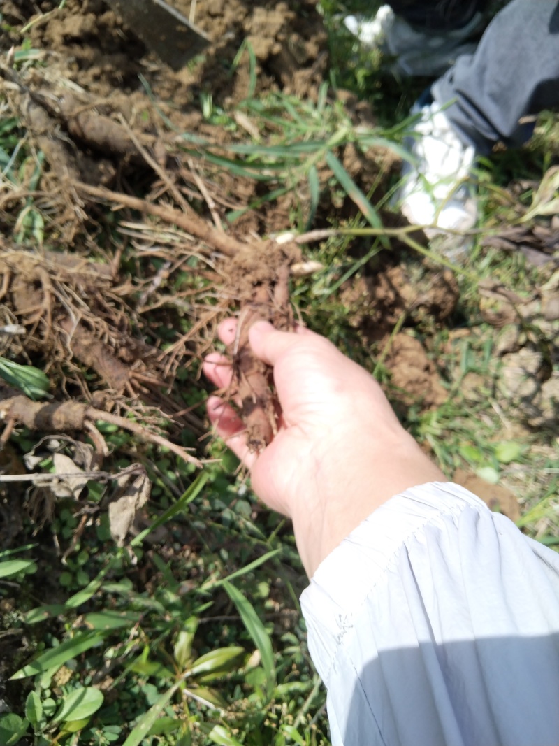 出售杭白芍种苗，现挖现发