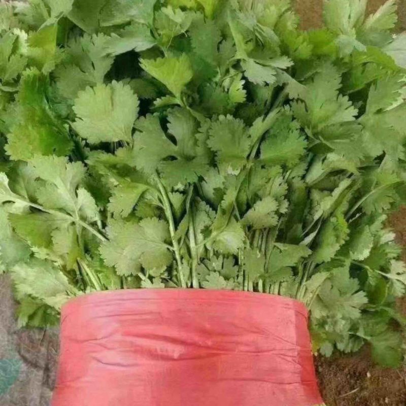 精品香菜25-30公分左右，根肥叶大叶片发亮地头装货，