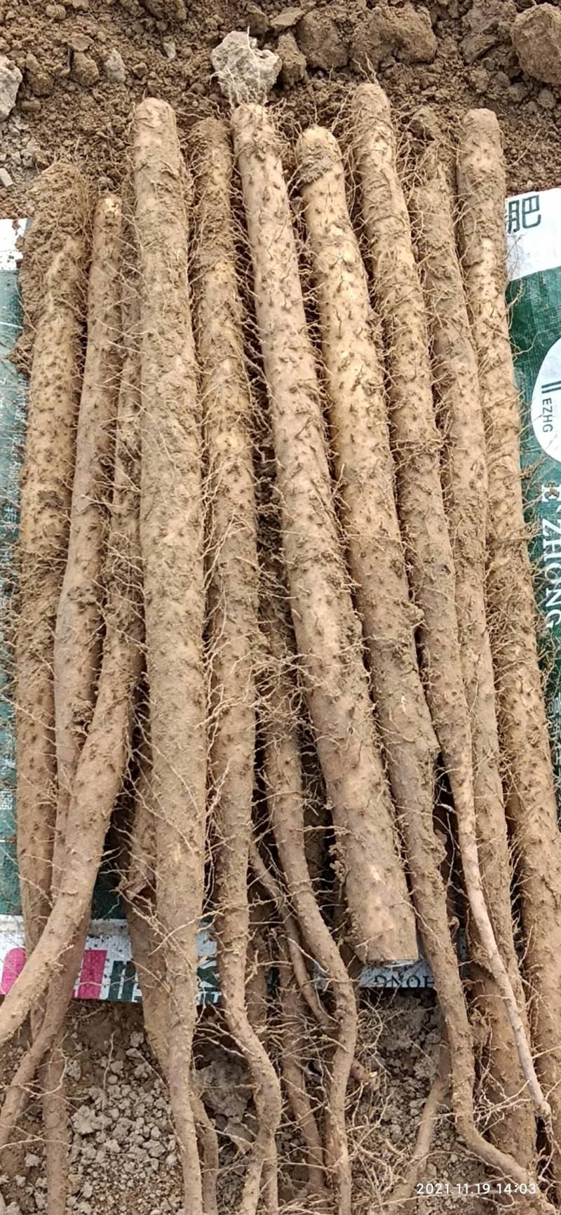 大名白玉山药双胞山药大量上市中