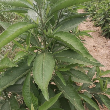 贵州省望谟县中药材艾纳香种植户价格面议***********