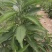 贵州省望谟县中药材艾纳香种植户价格面议***********