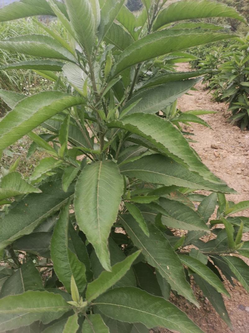 贵州省望谟县中药材艾纳香种植户价格面议***********