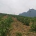 贵州省望谟县中药材艾纳香种植户价格面议***********