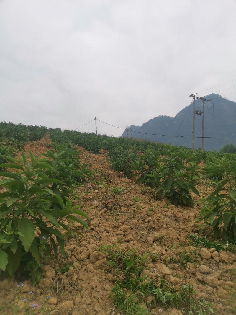 贵州省望谟县中药材艾纳香种植户价格面议***********