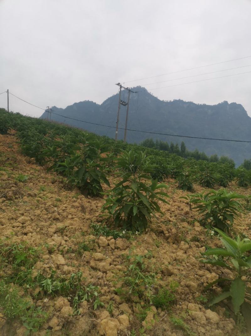 贵州省望谟县中药材艾纳香种植户价格面议***********