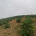 贵州省望谟县中药材艾纳香种植户价格面议***********