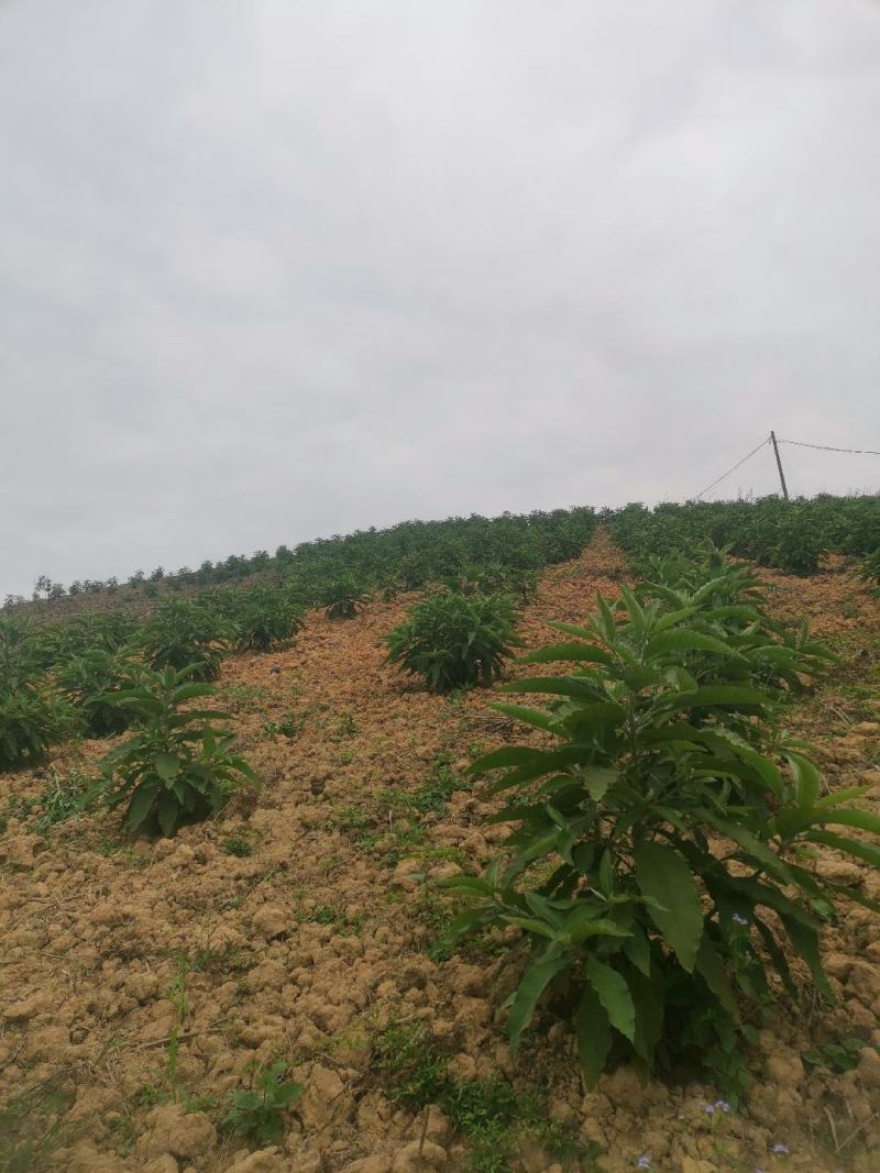 贵州省望谟县中药材艾纳香种植户价格面议***********
