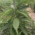 贵州省望谟县中药材艾纳香种植户价格面议***********