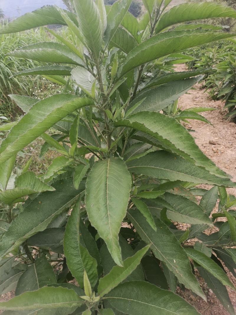贵州省望谟县中药材艾纳香种植户价格面议***********