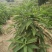 贵州省望谟县中药材艾纳香种植户价格面议***********