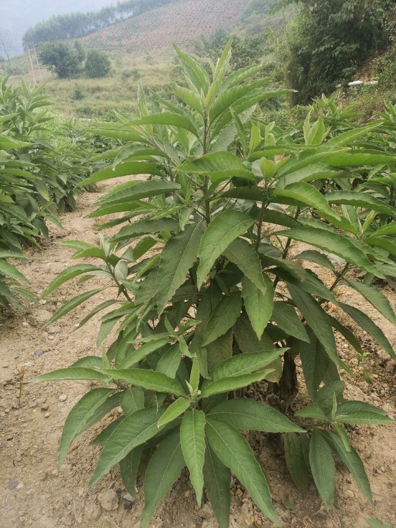 贵州省望谟县中药材艾纳香种植户价格面议***********