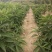 贵州省望谟县中药材艾纳香种植户价格面议***********
