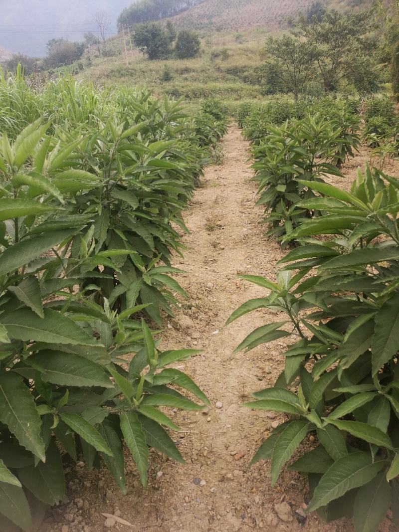 贵州省望谟县中药材艾纳香种植户价格面议***********