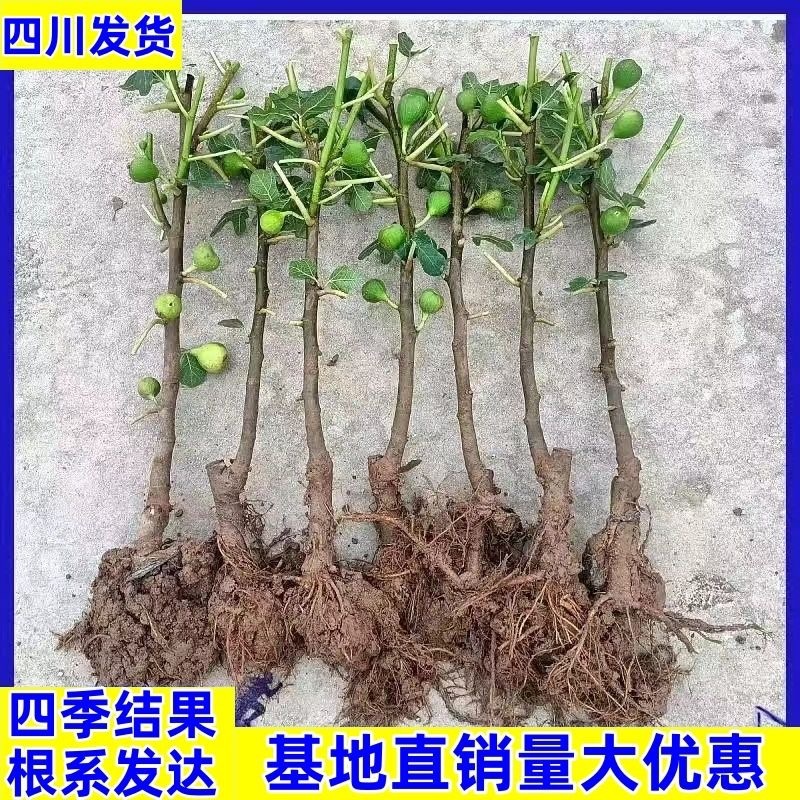 四川无花果苗产地直发量大价优可长期供货诚信经营