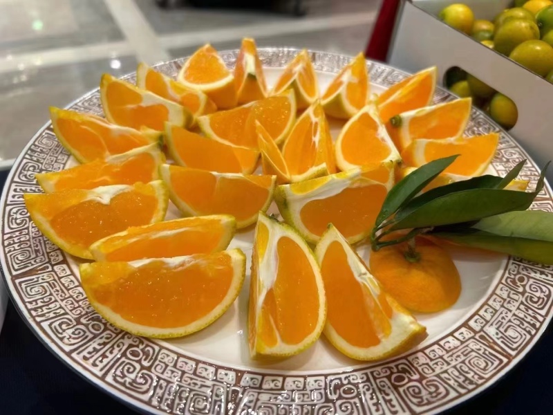 九月红脐橙纯甜化渣果园直发批量整车发货