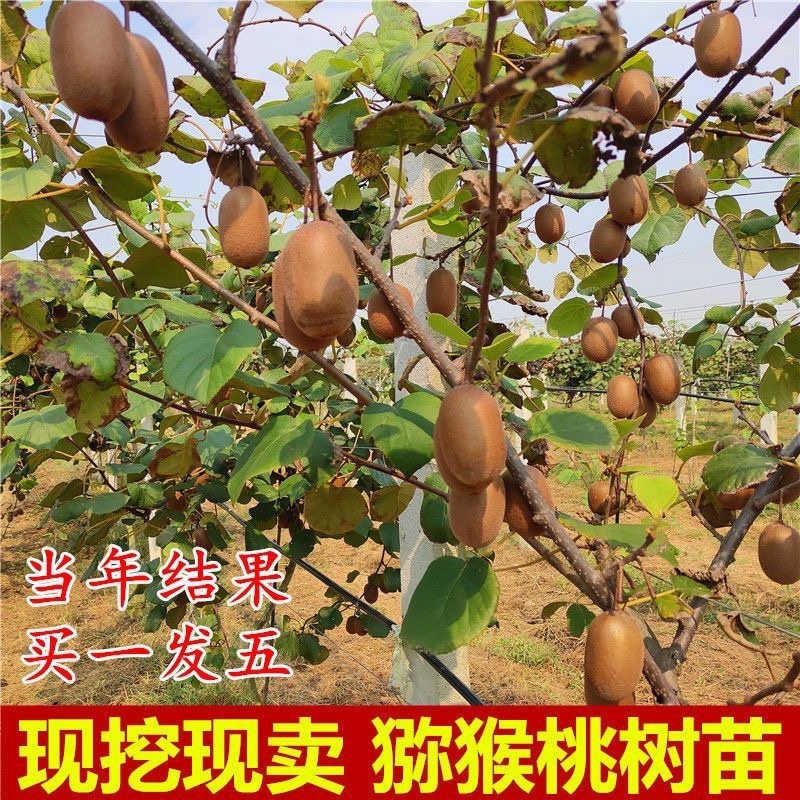 四川广元猕猴桃种子自有种植基地技术成熟诚信经营