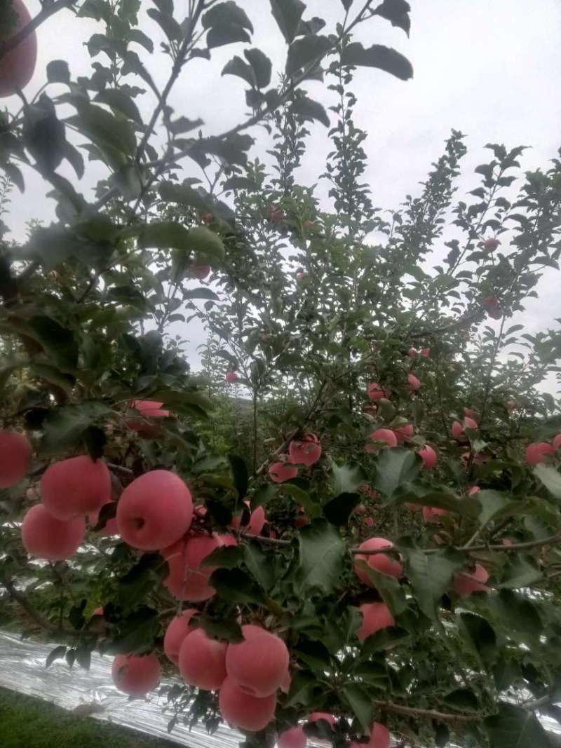 富士鲜果香脆量足耐储运