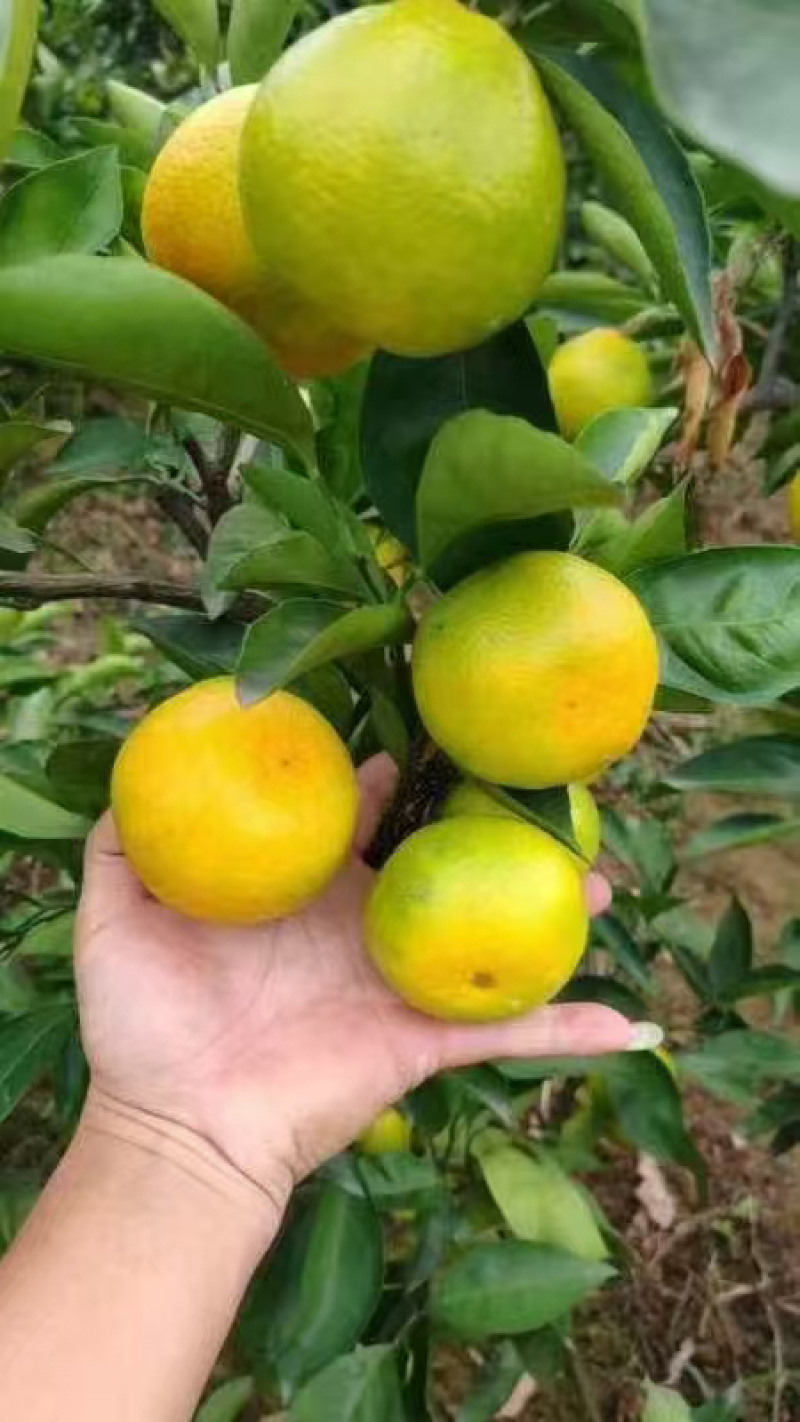 资阳蜜橘品质保证，产地直发，诚信经营，欢迎客商来电