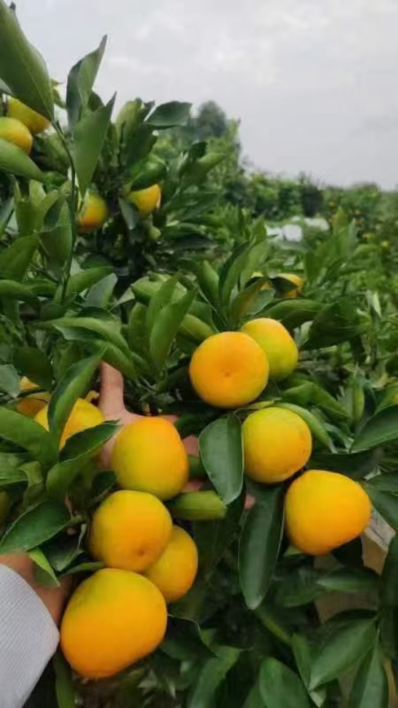 资阳蜜橘品质保证，产地直发，诚信经营，欢迎客商来电