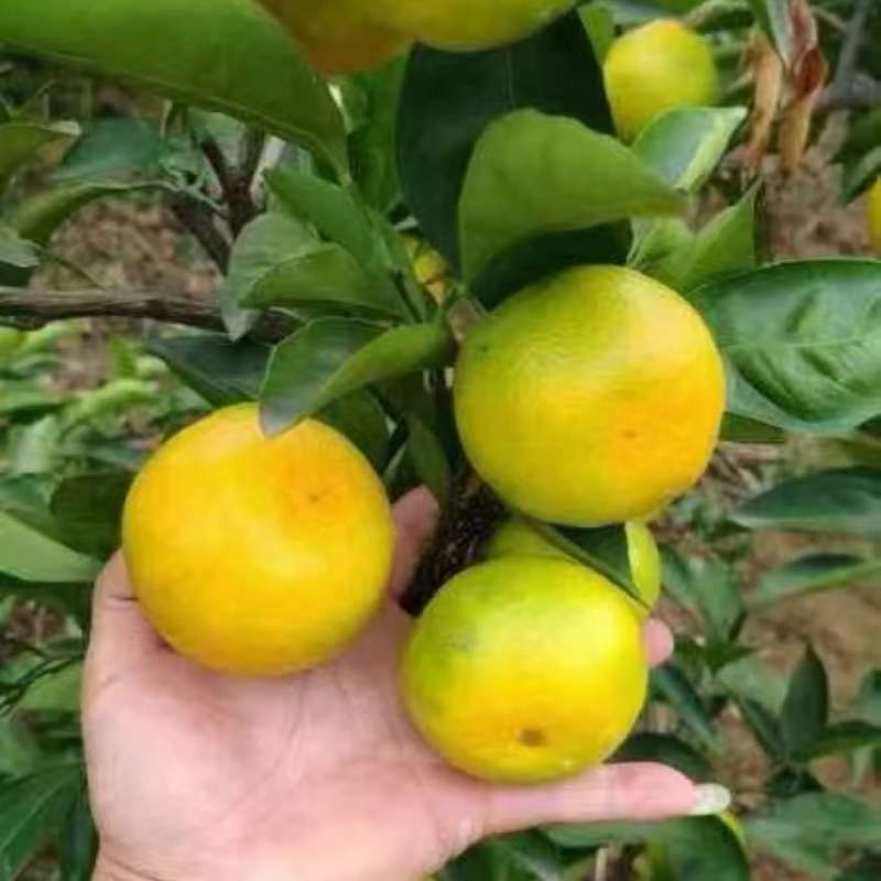 资阳蜜橘品质保证，产地直发，诚信经营，欢迎客商来电