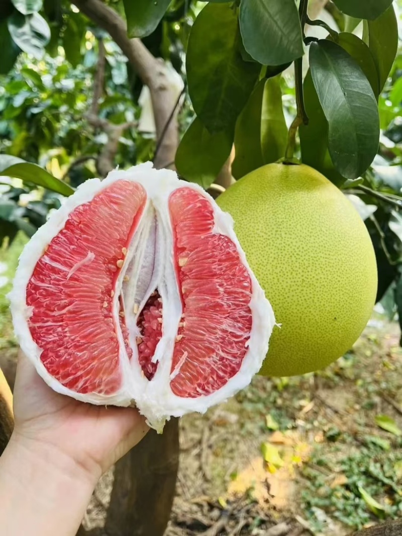 青皮红心柚子货源充足，产地直发，可视频看货，欢迎客商来电