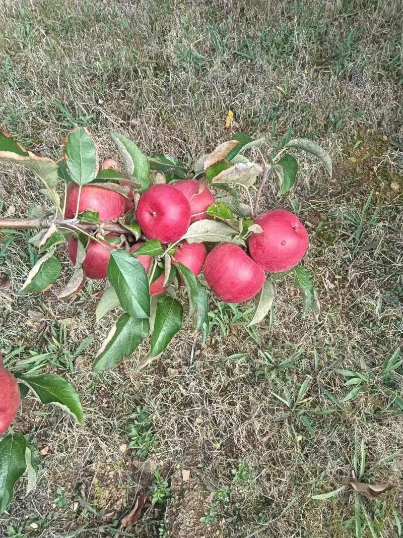 寒富苹果