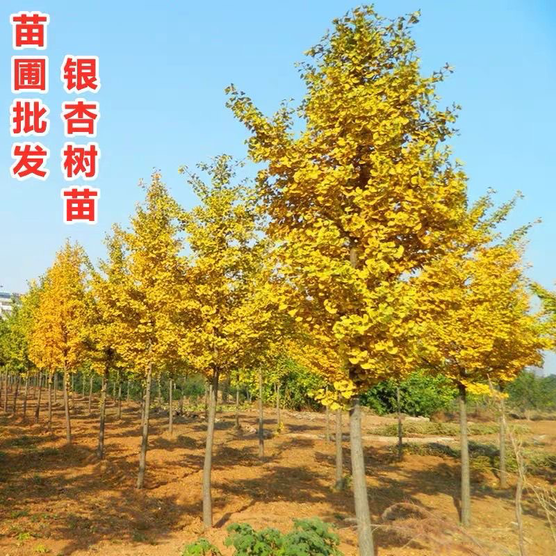 四川银杏树苗产地直发量大价优长期供货现挖现发