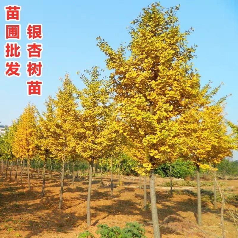 四川银杏树苗产地直发量大价优长期供货现挖现发