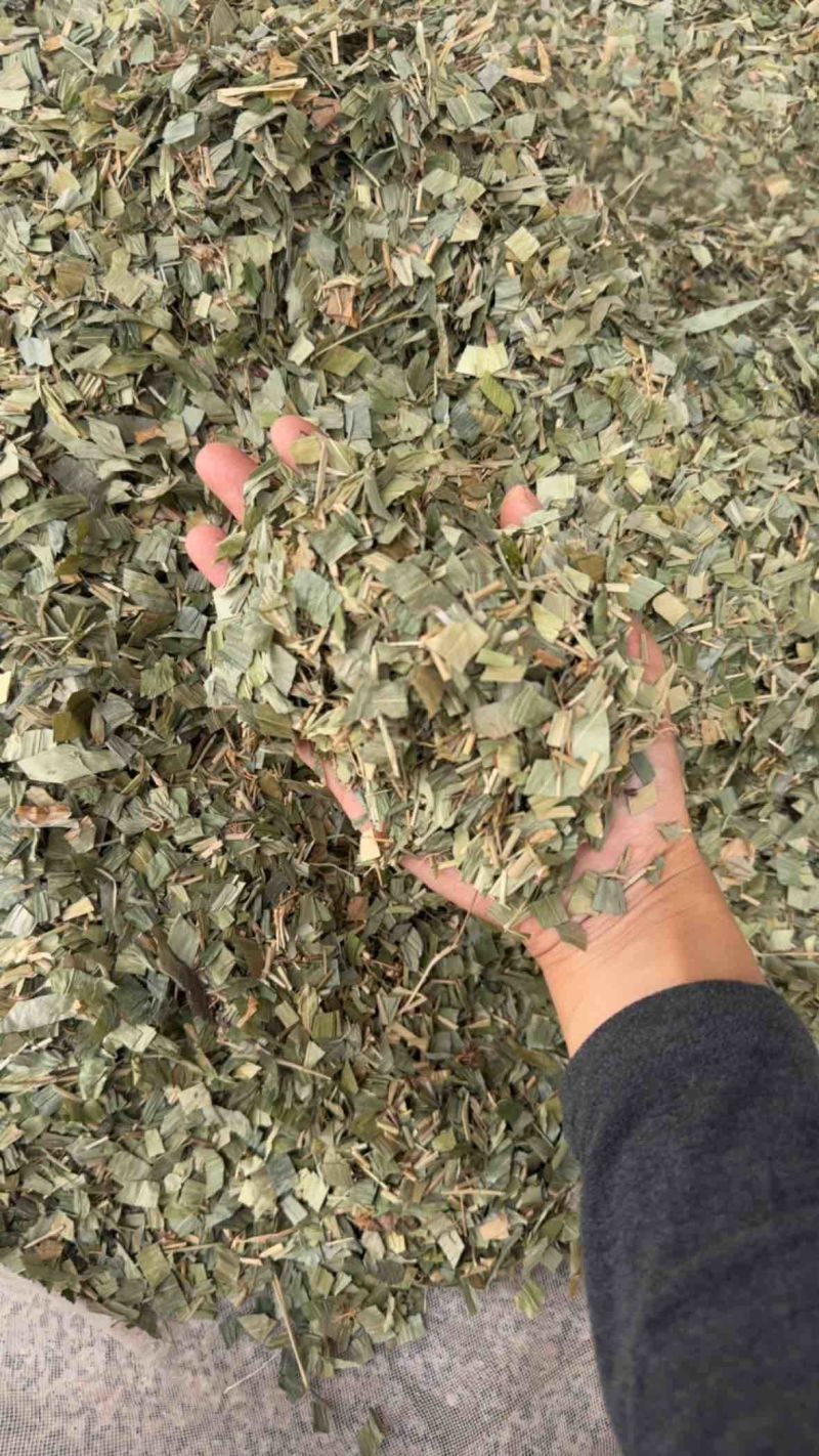 淡竹叶竹叶保庆药业批发淡竹叶实物拍摄