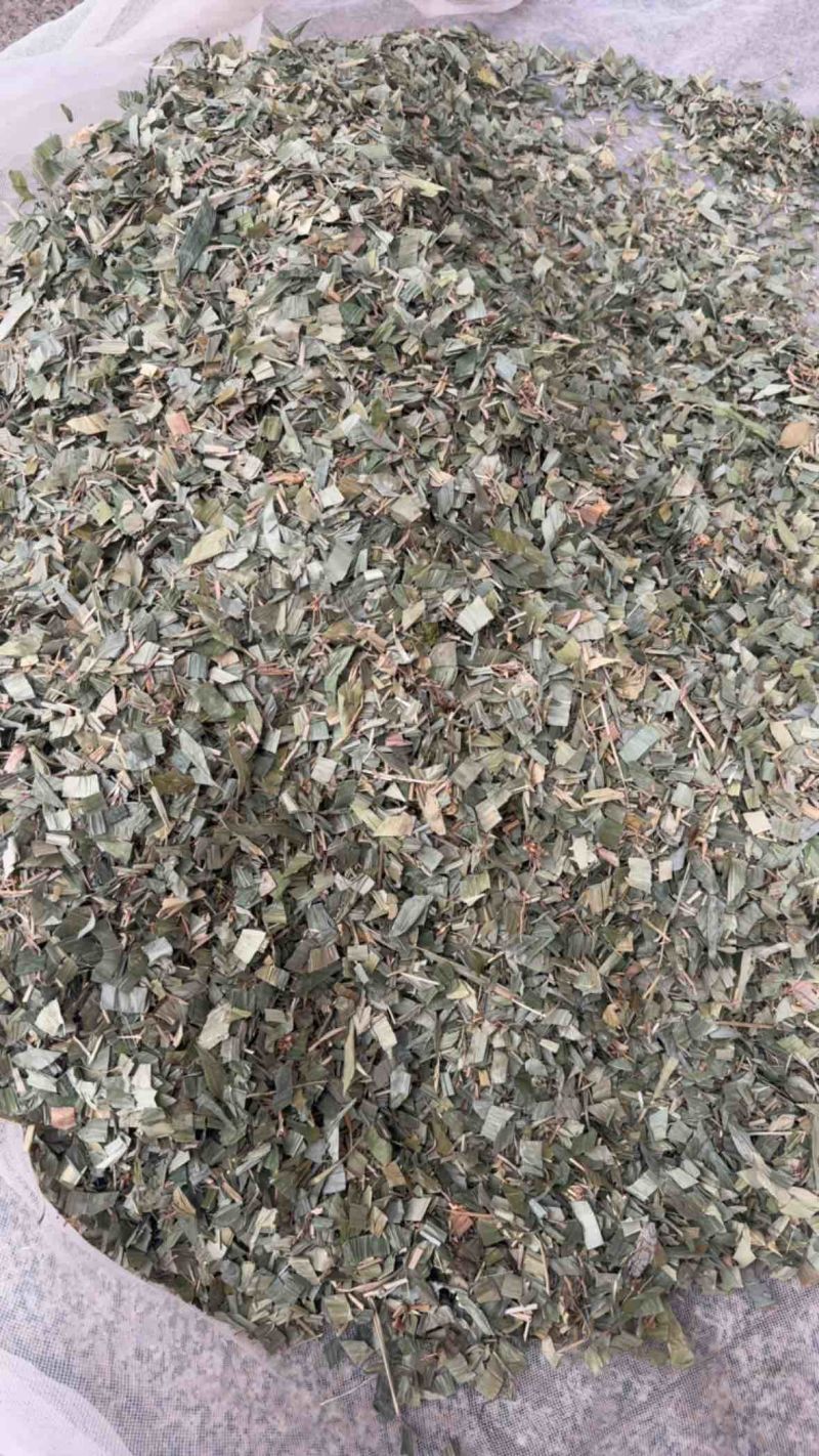 淡竹叶竹叶保庆药业批发淡竹叶实物拍摄