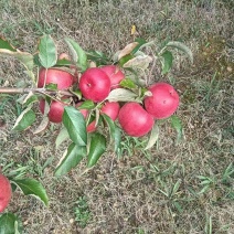 寒富苹果