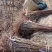四川广元蜂糖李树苗基地直供量大价优货真价实