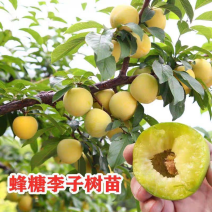 四川广元蜂糖李树苗基地直供量大价优货真价实