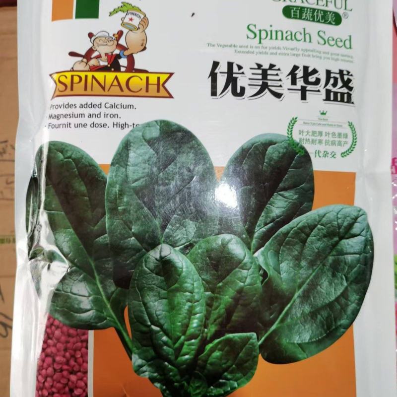 优美华盛耐寒菠菜种子一代杂交墨绿叶叶厚