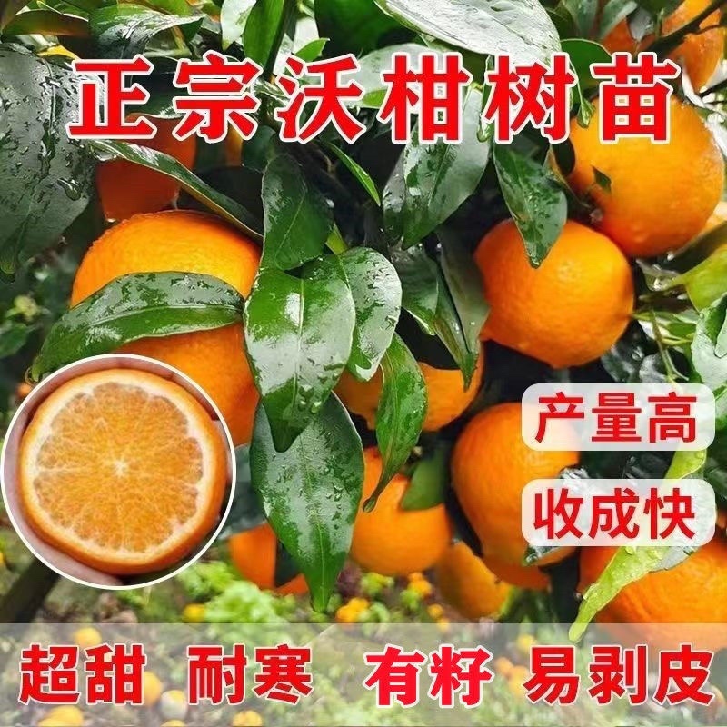 四川广元沃柑苗基地直供量大价优货真价实