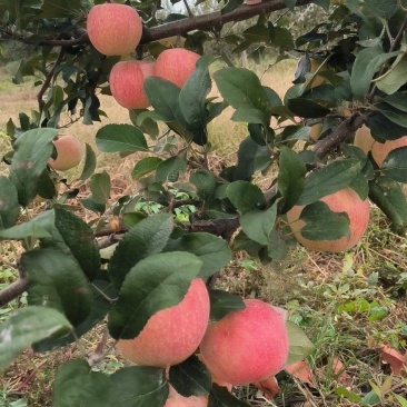 烟台苹果爱妃苹果