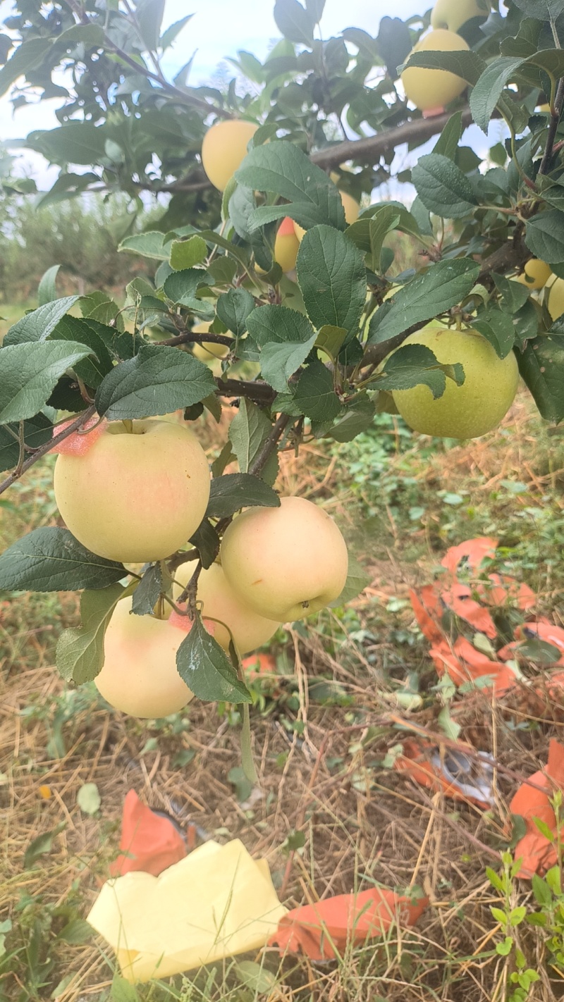 烟台苹果爱妃苹果