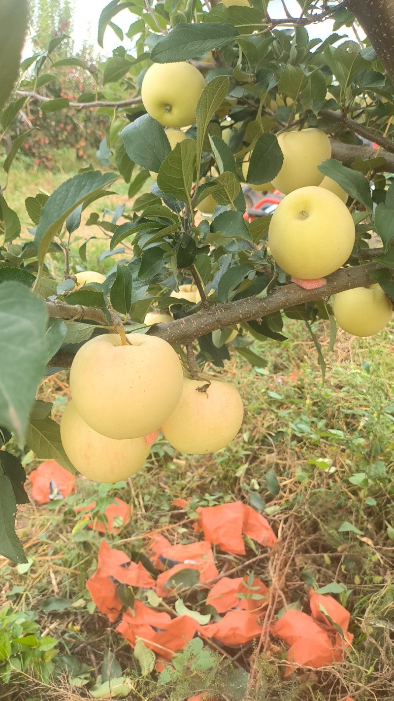 烟台苹果爱妃苹果